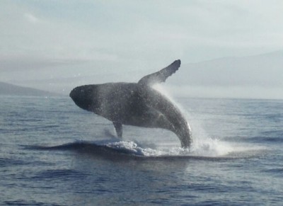 Whale Breaching